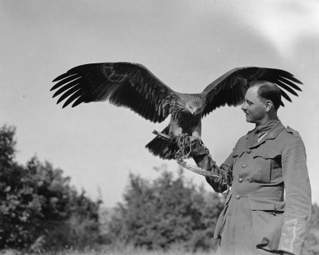 A British Army officer with his pet golden eagle in Salonika